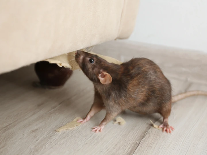 What Are Mice Attracted To