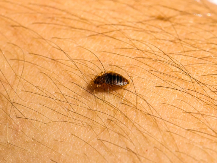 Is It Possible to 100% Get Rid of Bed Bugs