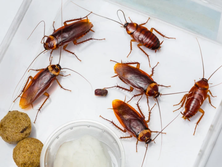 What is the Hardest Pest to Remove