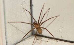 Brown Recluse or House Spider