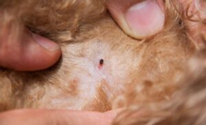 Can Fleas Live In Human Hair