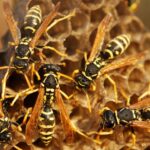 Do Wasps Die in the Winter