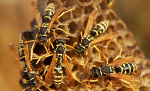 Do Wasps Die in the Winter