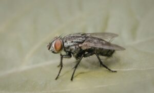 How To Get Rid Of Fruit Flies