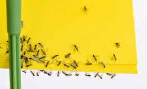 How To Get Rid Of Gnats In The House