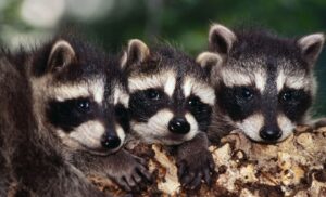 How To Get Rid Of Raccoons