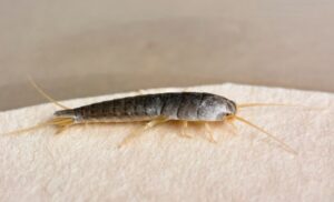 How To Get Rid Of Silverfish