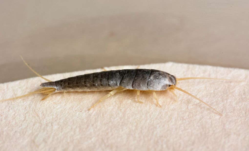 How To Get Rid Of Silverfish