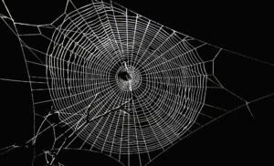 How To Get Rid Of Spiders