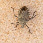 How to Get Rid of Water Bugs