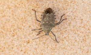 How to Get Rid of Water Bugs