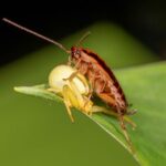 Is There a Water Bug That Looks Like a Cockroach