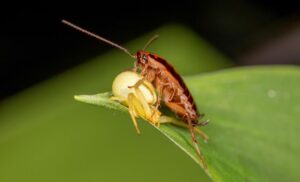 Is There a Water Bug That Looks Like a Cockroach