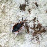 Stink Bug vs Kissing Bug