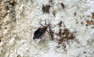 Stink Bug vs Kissing Bug
