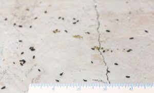 What Does Mouse Poop Look Like