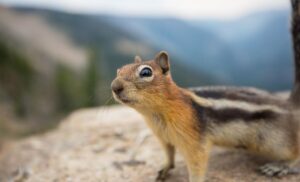 how to get rid of chipmunks
