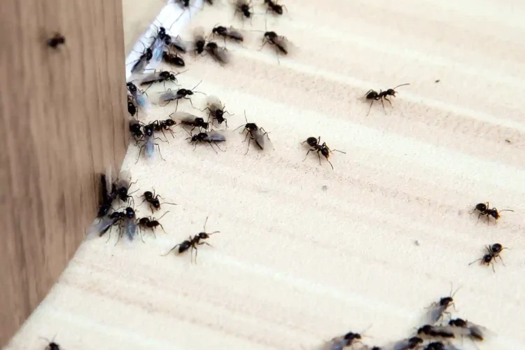 Ants infesting a home in Concord, NH