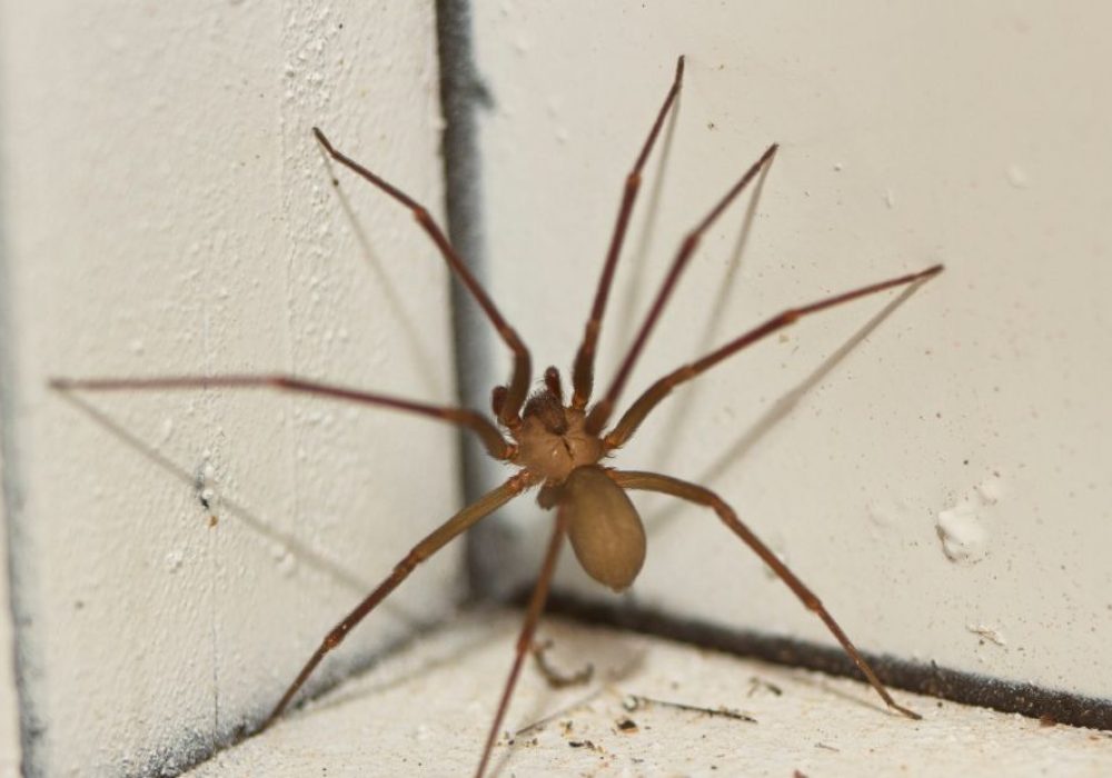 Brown Recluse or House Spider