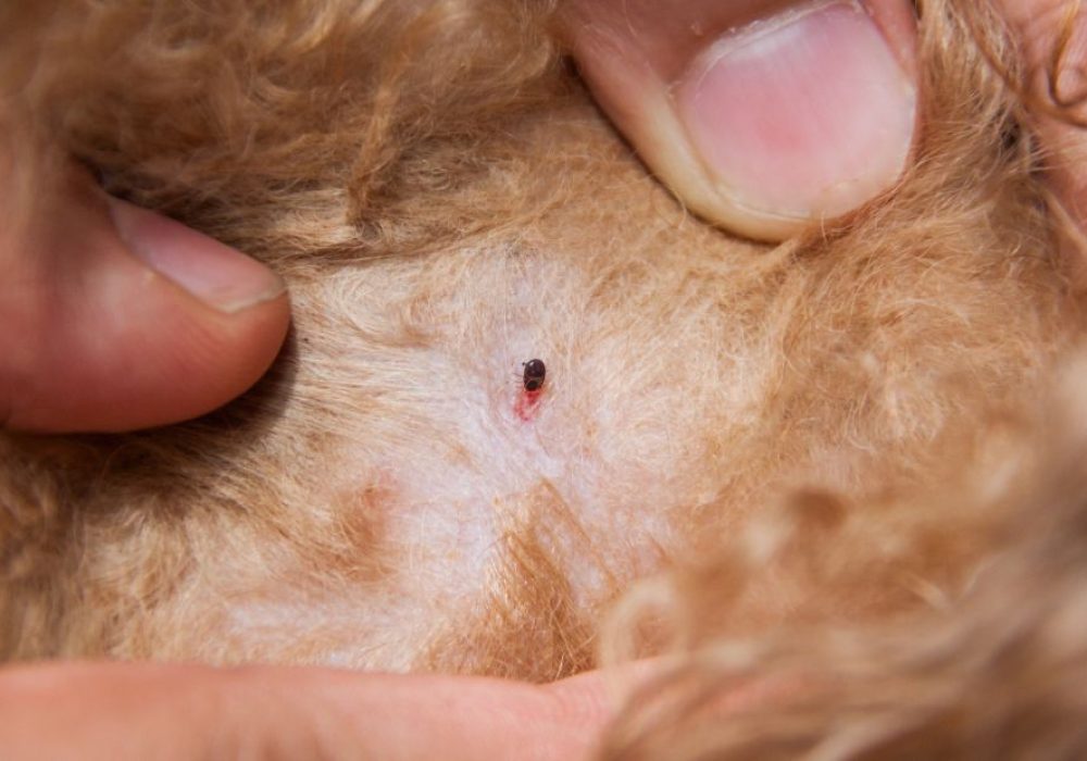 Can Fleas Live In Human Hair