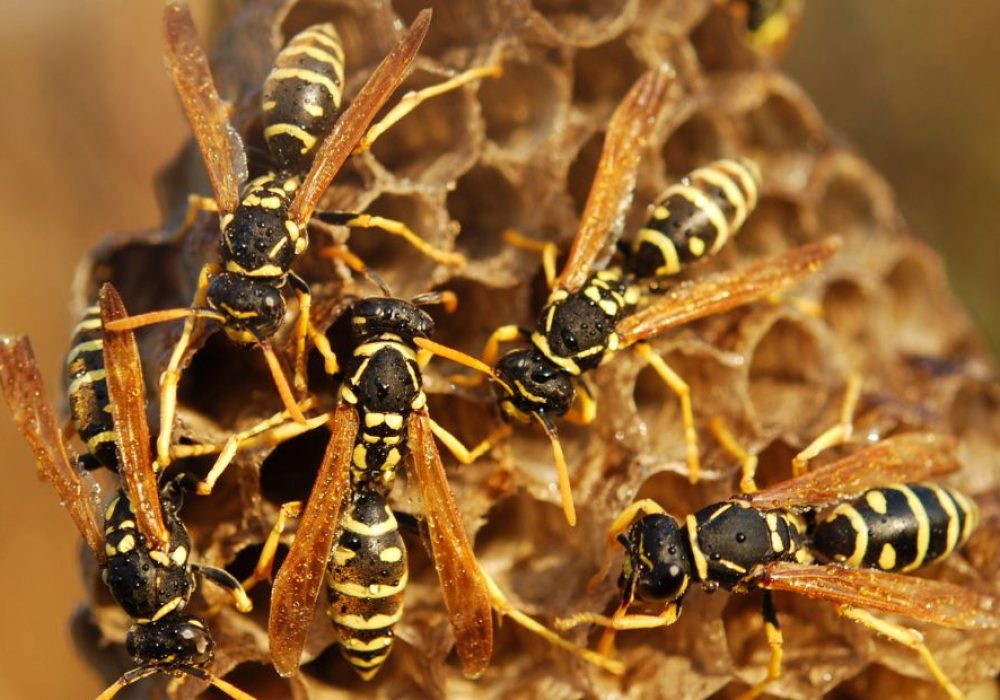 Do Wasps Die in the Winter