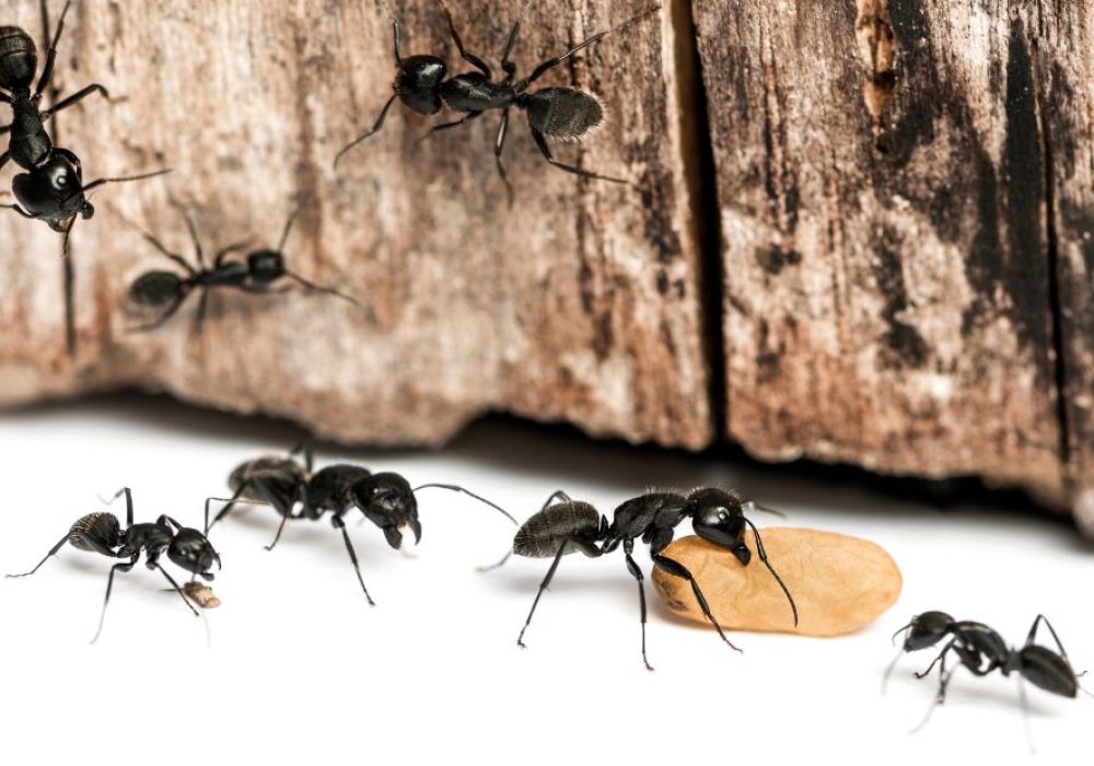 Drywall Signs of Carpenter Ants