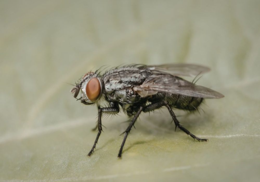 How To Get Rid Of Fruit Flies