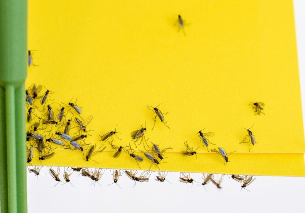 How To Get Rid Of Gnats In The House