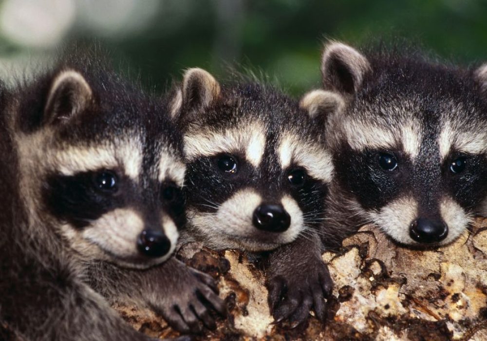 How To Get Rid Of Raccoons