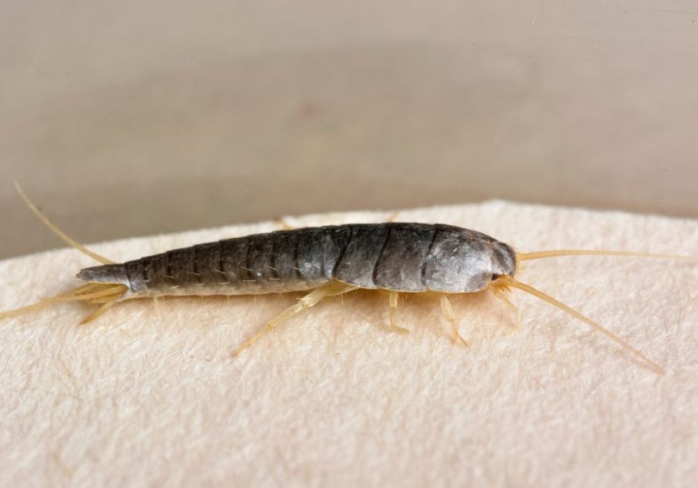 How To Get Rid Of Silverfish