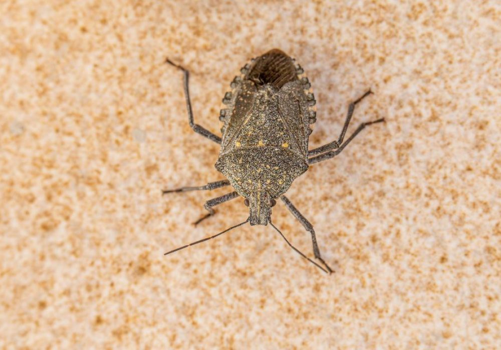 How to Get Rid of Water Bugs