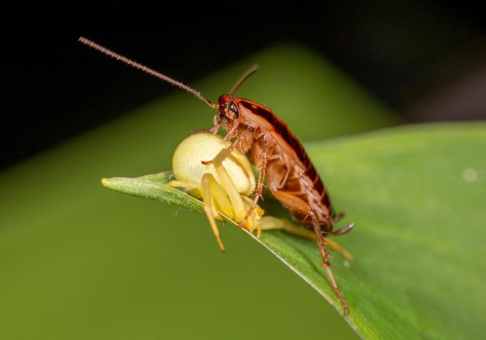 Is There a Water Bug That Looks Like a Cockroach