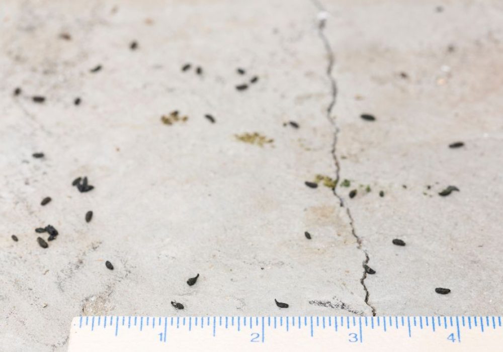 What Does Mouse Poop Look Like