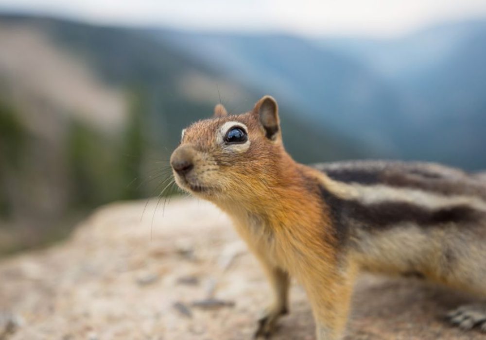 how to get rid of chipmunks